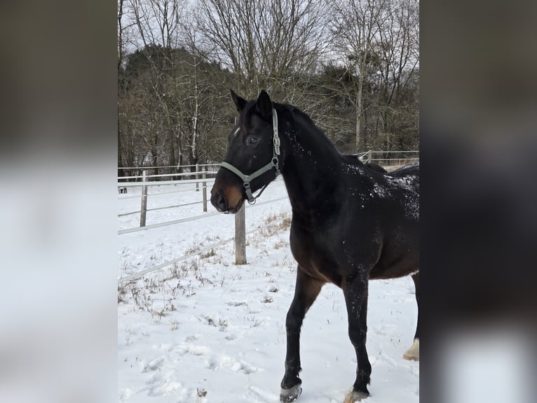 Húngaro Caballo castrado 9 años 156 cm Castaño oscuro in Schorndorf