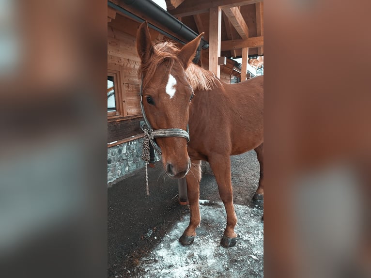 Húngaro Caballo castrado 9 años 160 cm Alazán in Hüttschlag