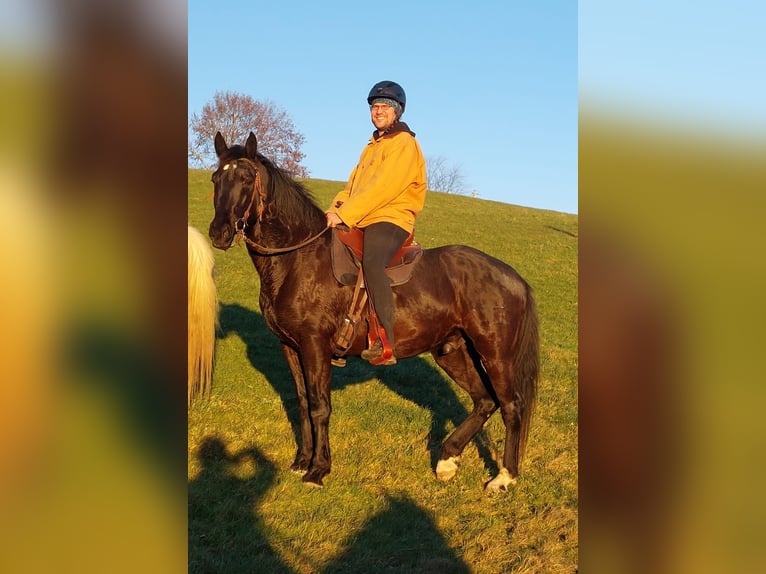 Húngaro Caballo castrado 9 años 160 cm Negro in Altusried