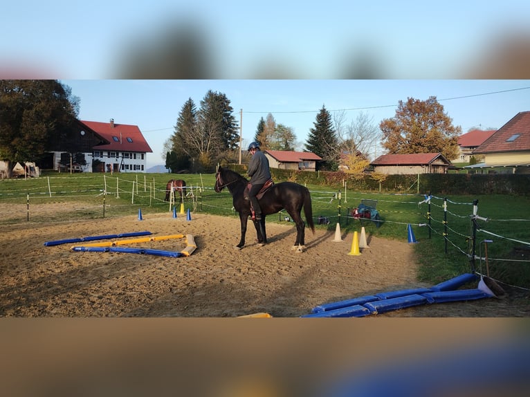 Húngaro Caballo castrado 9 años 160 cm Negro in Altusried