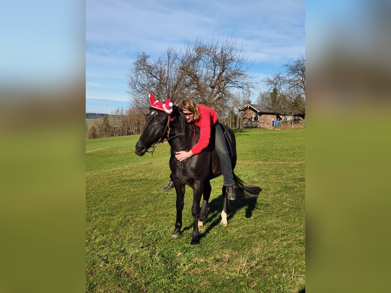 Húngaro Caballo castrado 9 años 160 cm Negro in Altusried
