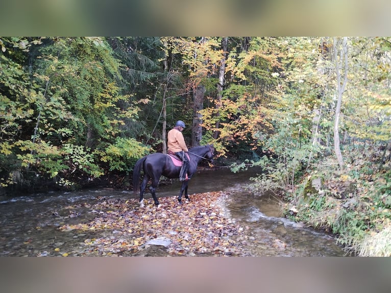 Húngaro Caballo castrado 9 años 160 cm Negro in Altusried