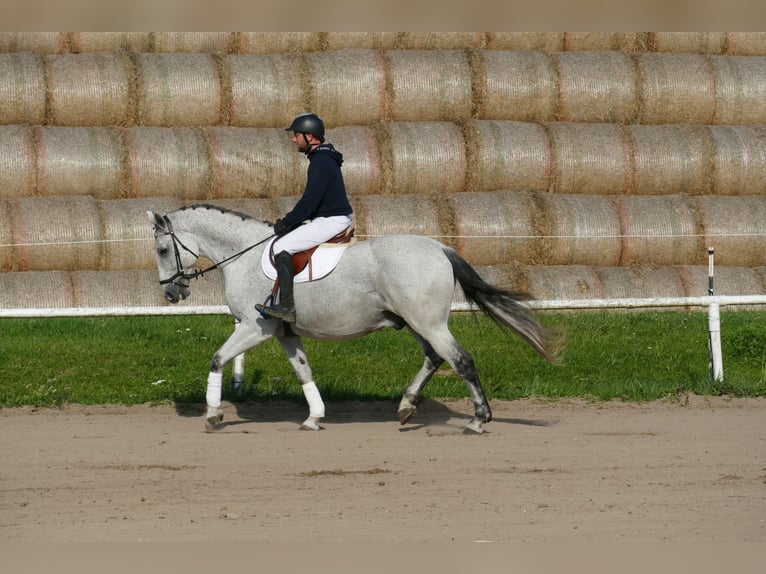 Húngaro Caballo castrado 9 años 163 cm Tordo in Ganschow