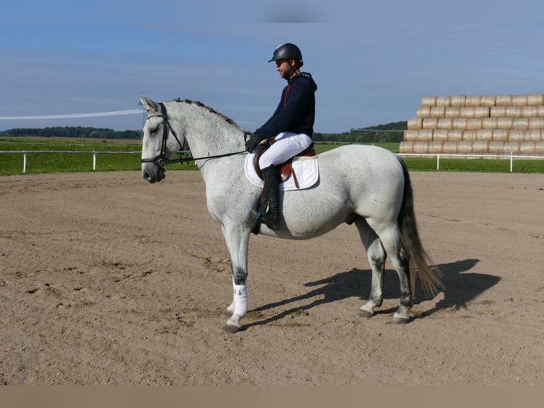 Húngaro Caballo castrado 9 años 163 cm Tordo in Ganschow