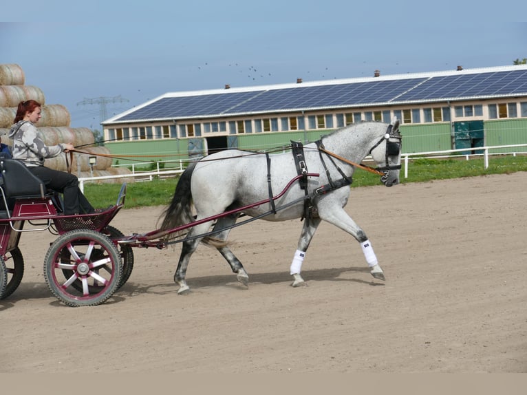 Húngaro Caballo castrado 9 años 163 cm Tordo in Ganschow