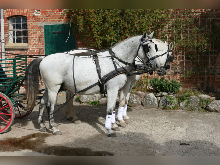 Húngaro Caballo castrado 9 años 163 cm Tordo in Ganschow
