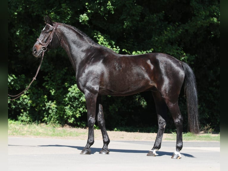 Húngaro Caballo castrado 9 años 165 cm Negro in Budapest