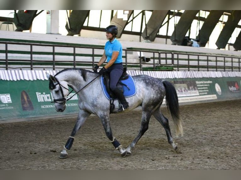 Húngaro Mestizo Caballo castrado 9 años 165 cm Tordo rodado in Kaposvár