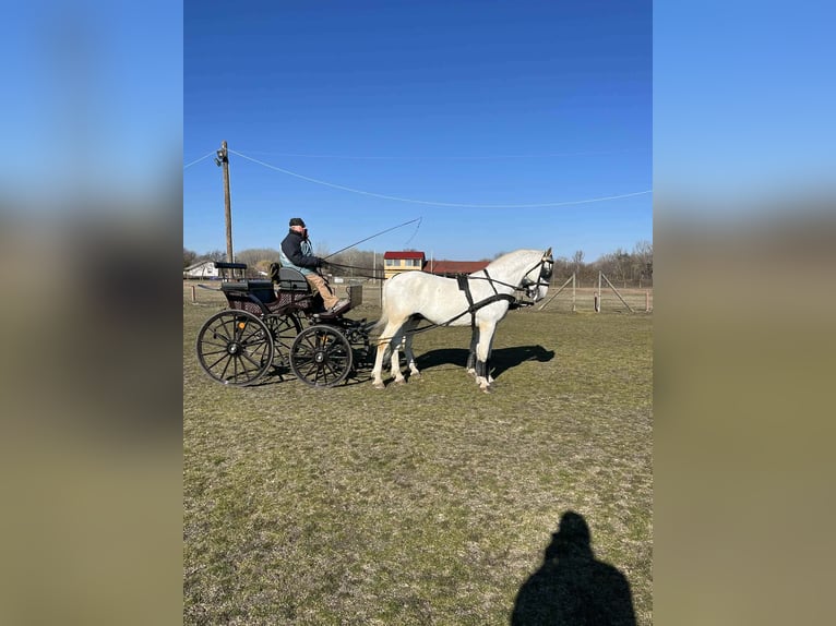 Húngaro Caballo castrado 9 años 167 cm Tordo in Kecskemét
