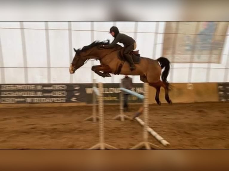 Húngaro Caballo castrado 9 años 170 cm Castaño rojizo in G&#xF6;d&#xF6;ll&#x151;