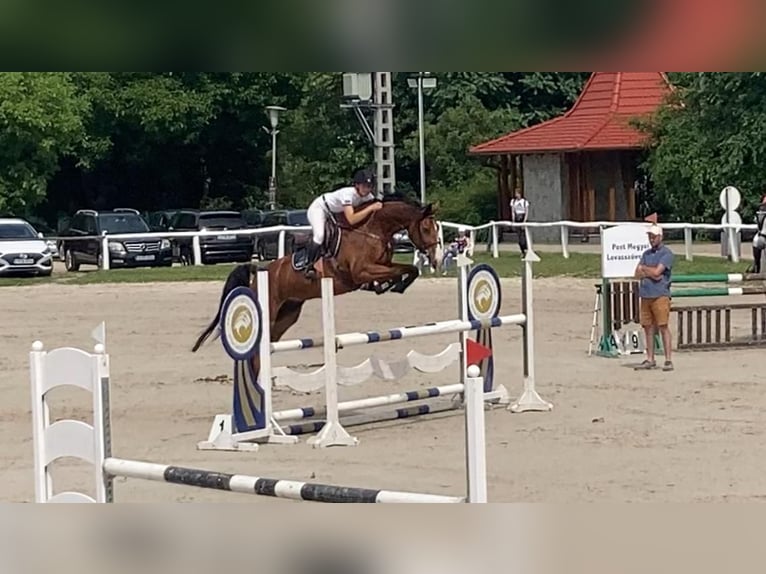 Húngaro Caballo castrado 9 años 170 cm Castaño rojizo in G&#xF6;d&#xF6;ll&#x151;