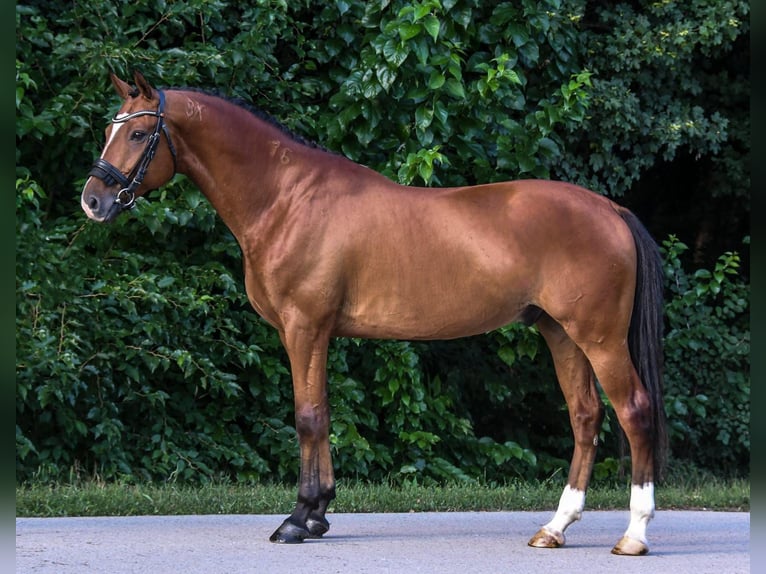 Húngaro Caballo castrado 9 años 171 cm Castaño in Budapest