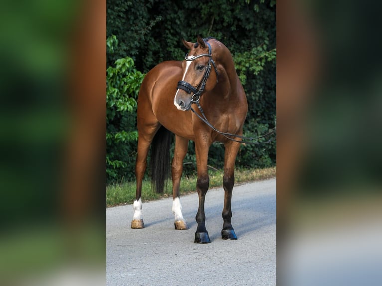 Húngaro Caballo castrado 9 años 171 cm Castaño in Budapest