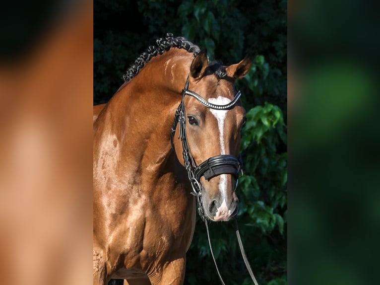 Húngaro Caballo castrado 9 años 171 cm Castaño in Budapest