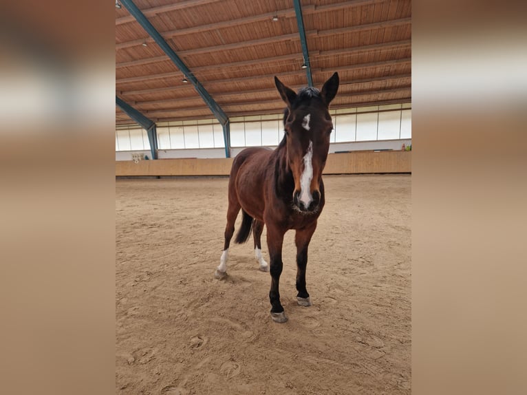 Húngaro Caballo castrado 9 años Castaño in Aying