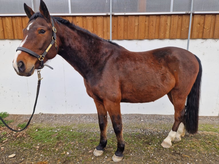 Húngaro Caballo castrado 9 años Castaño in Aying