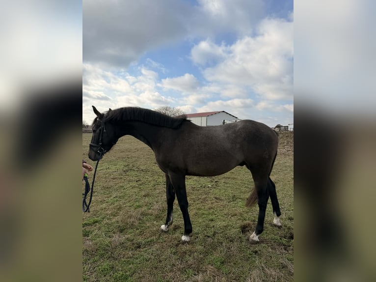 Húngaro Semental 3 años 156 cm Tordo in Dévaványa
