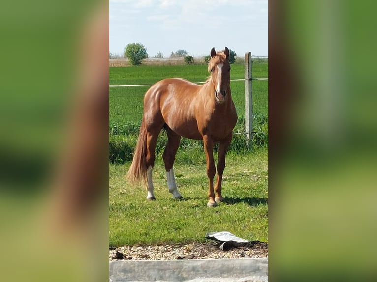 Húngaro Semental 3 años 160 cm Alazán-tostado in Szentes