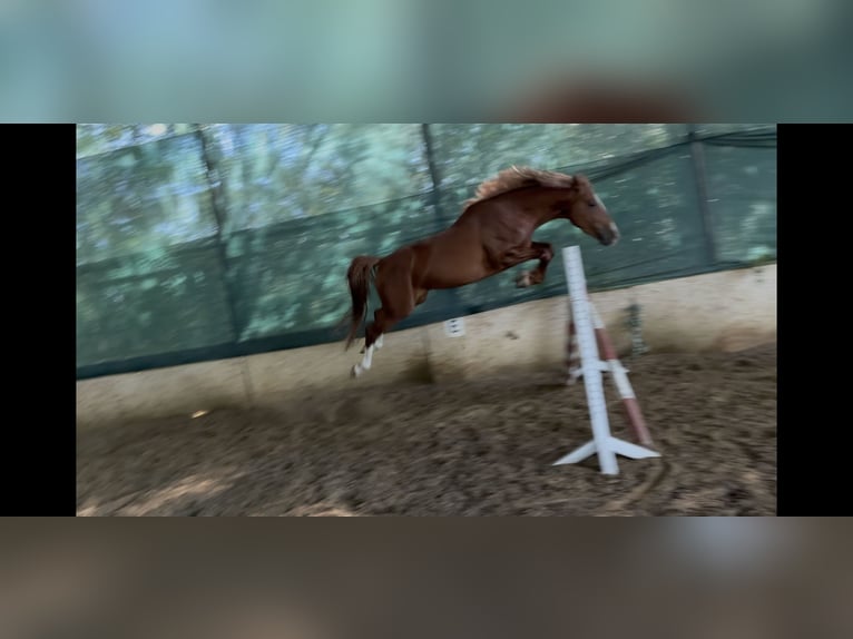 Húngaro Semental 3 años 160 cm Alazán-tostado in Szentes