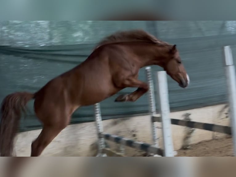 Húngaro Semental 3 años 160 cm Alazán-tostado in Szentes