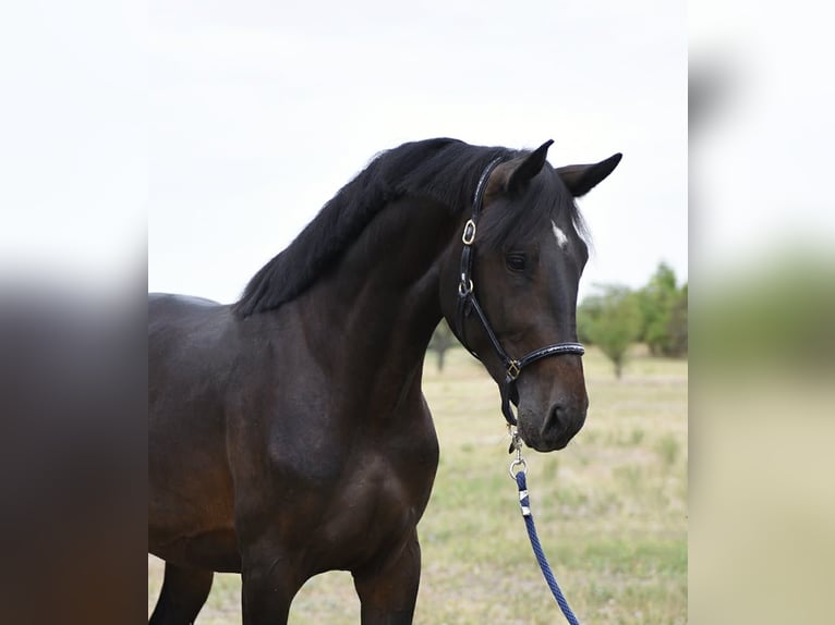 Húngaro Semental 3 años 168 cm Castaño oscuro in Szarvas