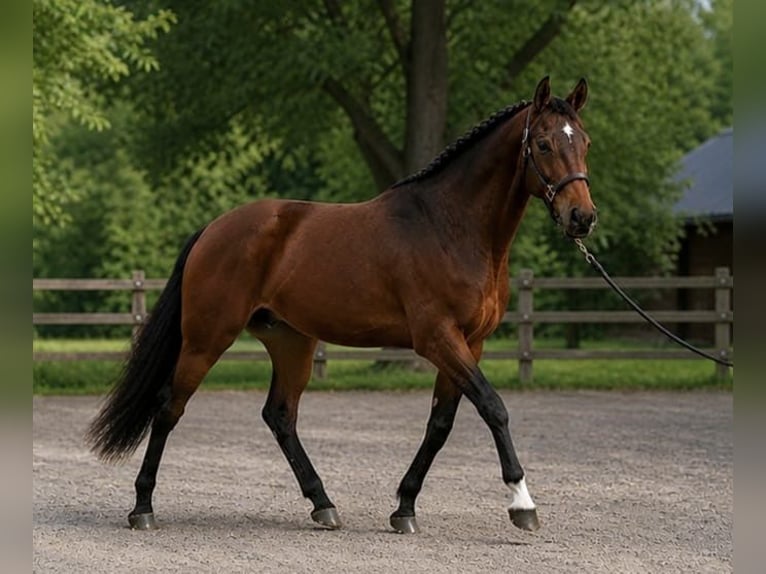 Húngaro Semental 3 años 175 cm Castaño in Szarvas