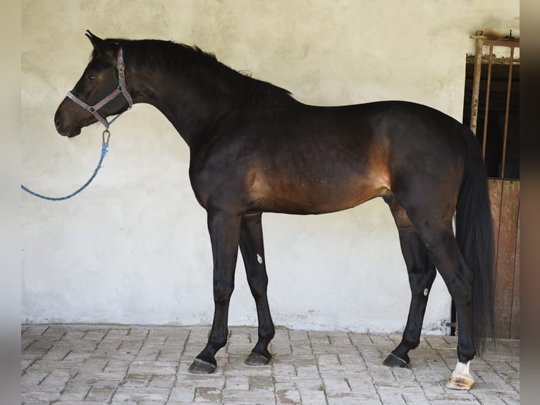 Húngaro Semental 4 años 176 cm Morcillo in Hausen bei Würzburg