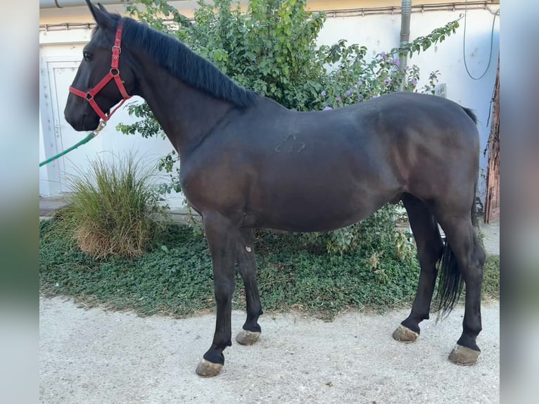 Húngaro Semental 5 años 165 cm Negro in Ráckeresztúr