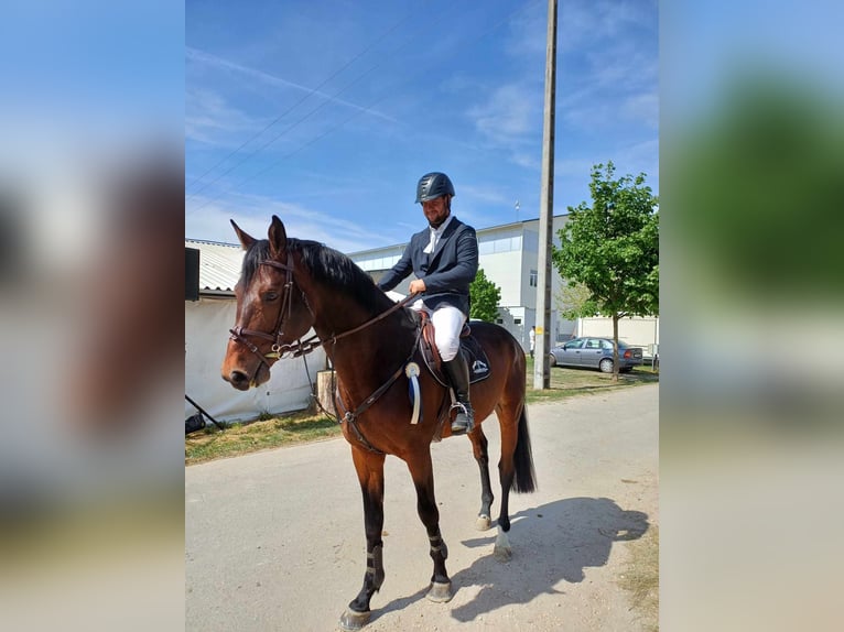 Húngaro Semental 7 años 180 cm Castaño oscuro in Sződ