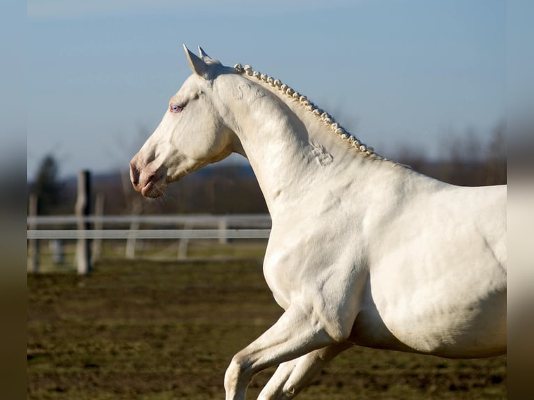 Húngaro Semental Cremello in Marcali
