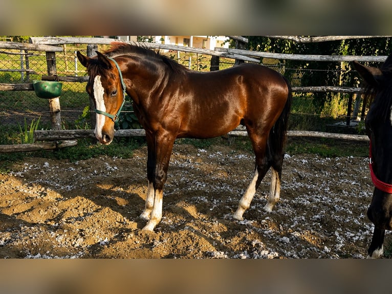 Húngaro Semental Potro (03/2026) 140 cm Castaño oscuro in Nyíregyháza