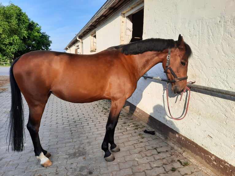 Húngaro Yegua 10 años 153 cm Castaño in Rehau