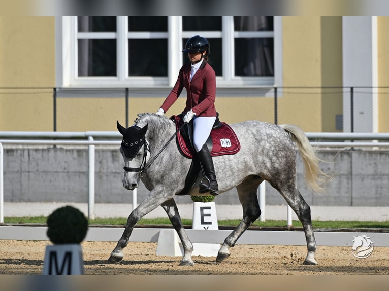 Húngaro Yegua 10 años 156 cm Tordo rodado in Oberndorf