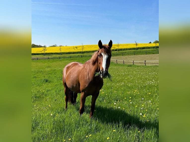 Húngaro Yegua 10 años 168 cm Alazán in Mettmann