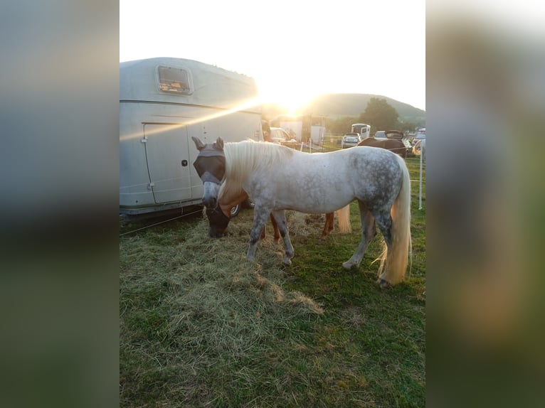Húngaro Mestizo Yegua 11 años 150 cm Tordo in Hundsbach