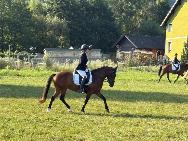 Húngaro Yegua 12 años 130 cm Castaño in FeistritzbergLangenwang