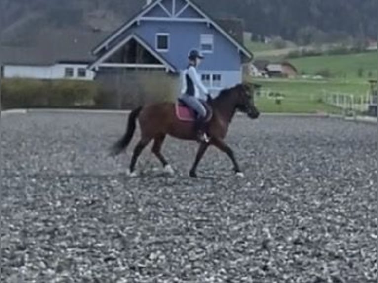 Húngaro Yegua 12 años 130 cm Castaño in FeistritzbergLangenwang