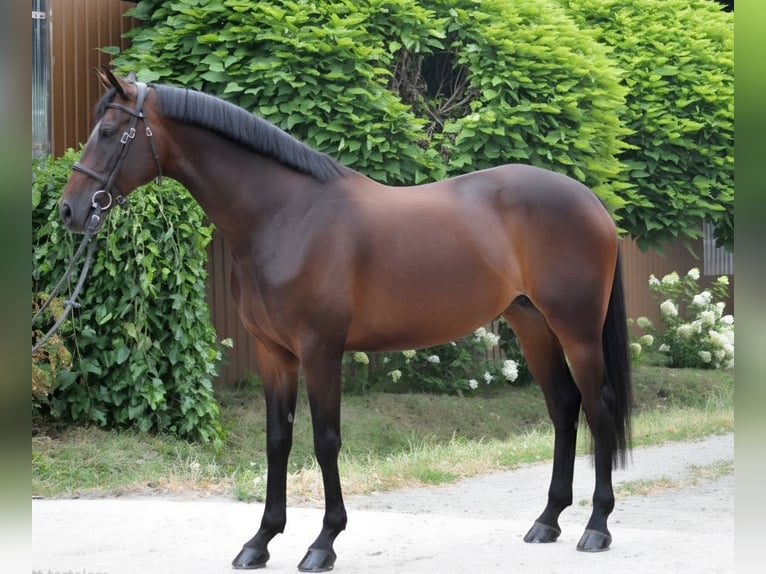 Húngaro Yegua 12 años 170 cm Castaño oscuro in Schattendorf