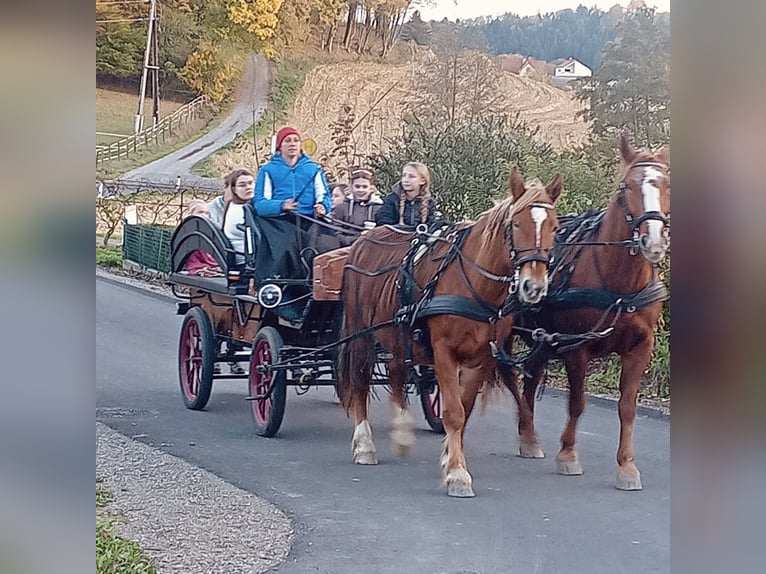 Húngaro Yegua 14 años 160 cm Alazán in Riegersburg