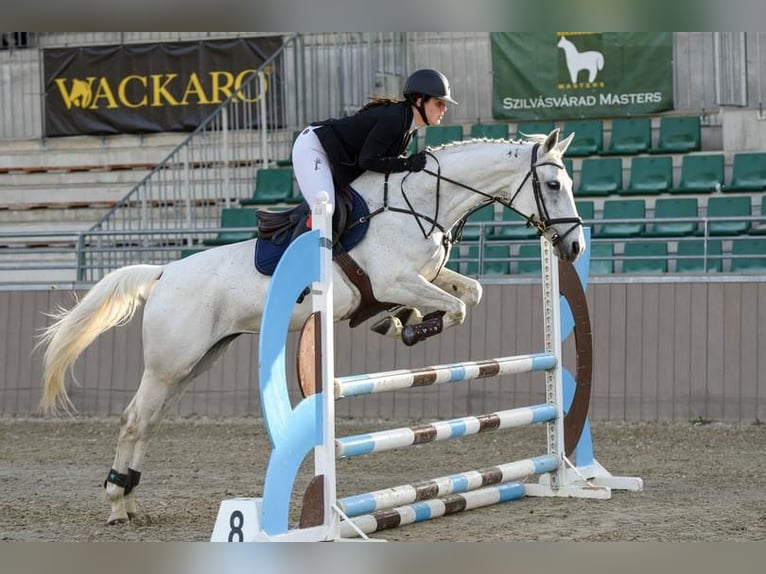 Húngaro Mestizo Yegua 15 años 163 cm Tordo in Miskolc