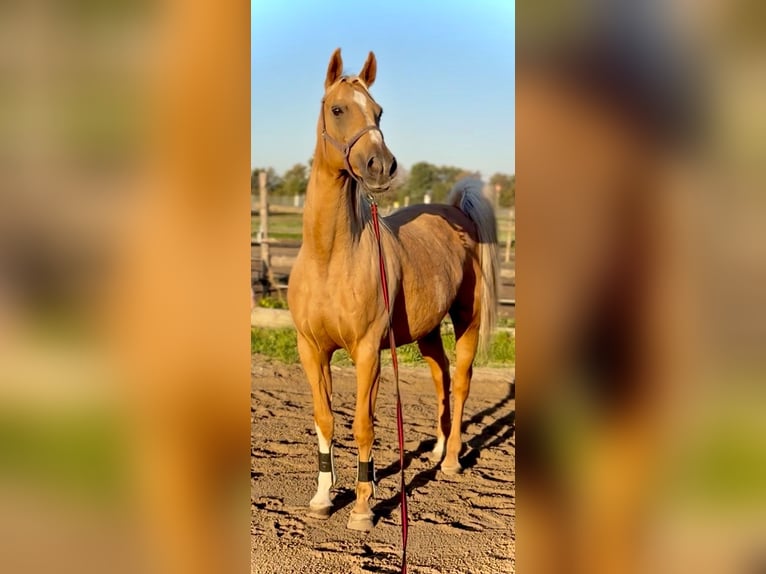 Húngaro Yegua 15 años 165 cm Palomino in Stixneusiedl