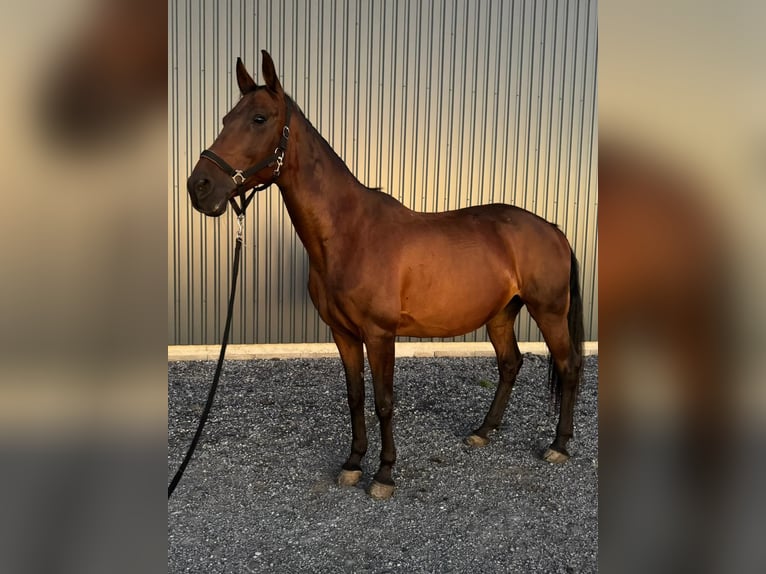 Húngaro Yegua 19 años 160 cm Castaño in St. Valentin