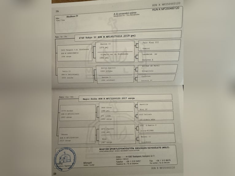 Húngaro Yegua 1 año 145 cm Alazán-tostado in Lajosmizse
