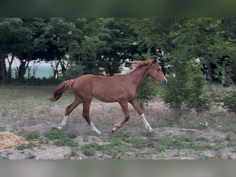 Húngaro Yegua 1 año 145 cm Alazán-tostado in Lajosmizse