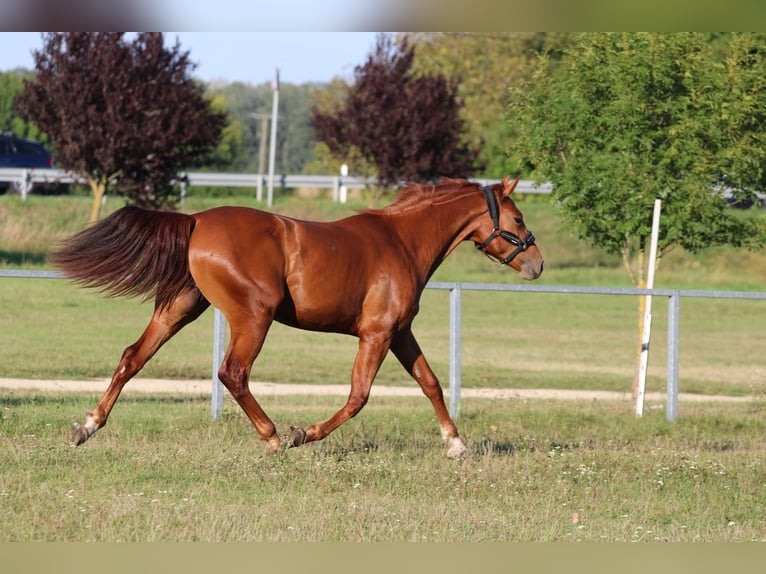 Húngaro Yegua 2 años 164 cm Alazán-tostado in Abda