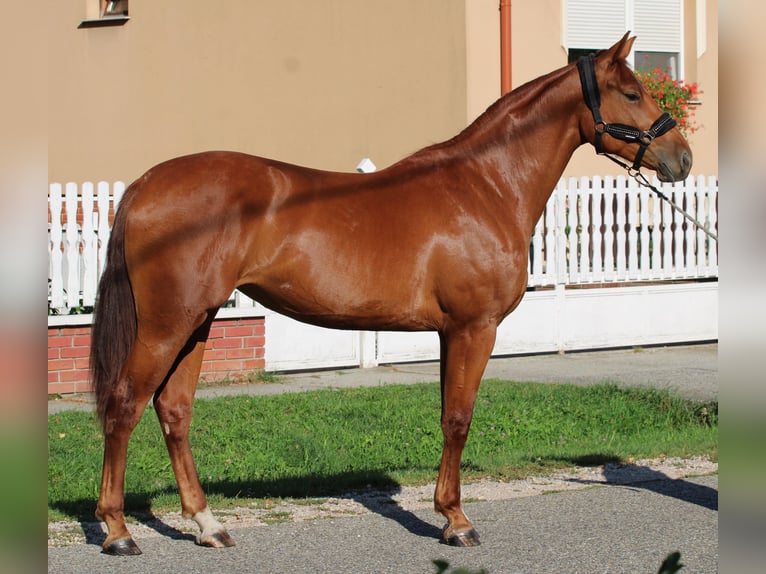 Húngaro Yegua 2 años 164 cm Alazán-tostado in Abda