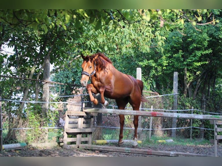 Húngaro Yegua 2 años 164 cm Alazán-tostado in Abda