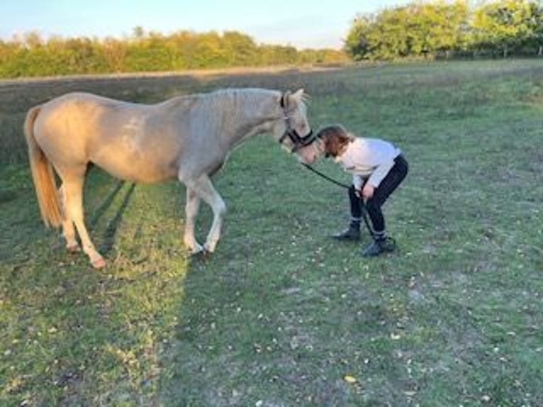 Húngaro Yegua 3 años 135 cm Palomino in Vasad