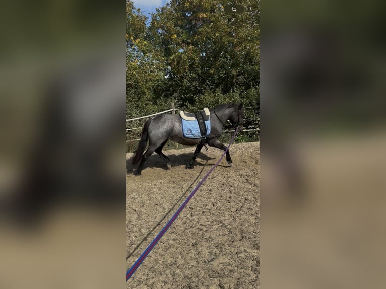 Húngaro Yegua 3 años 140 cm Ruano azulado in Usingen