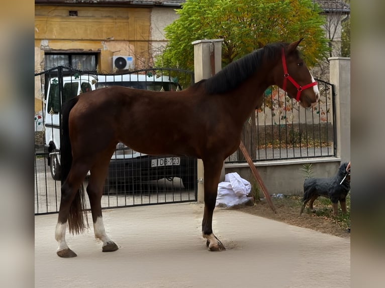 Húngaro Yegua 3 años 167 cm Castaño in Bekes